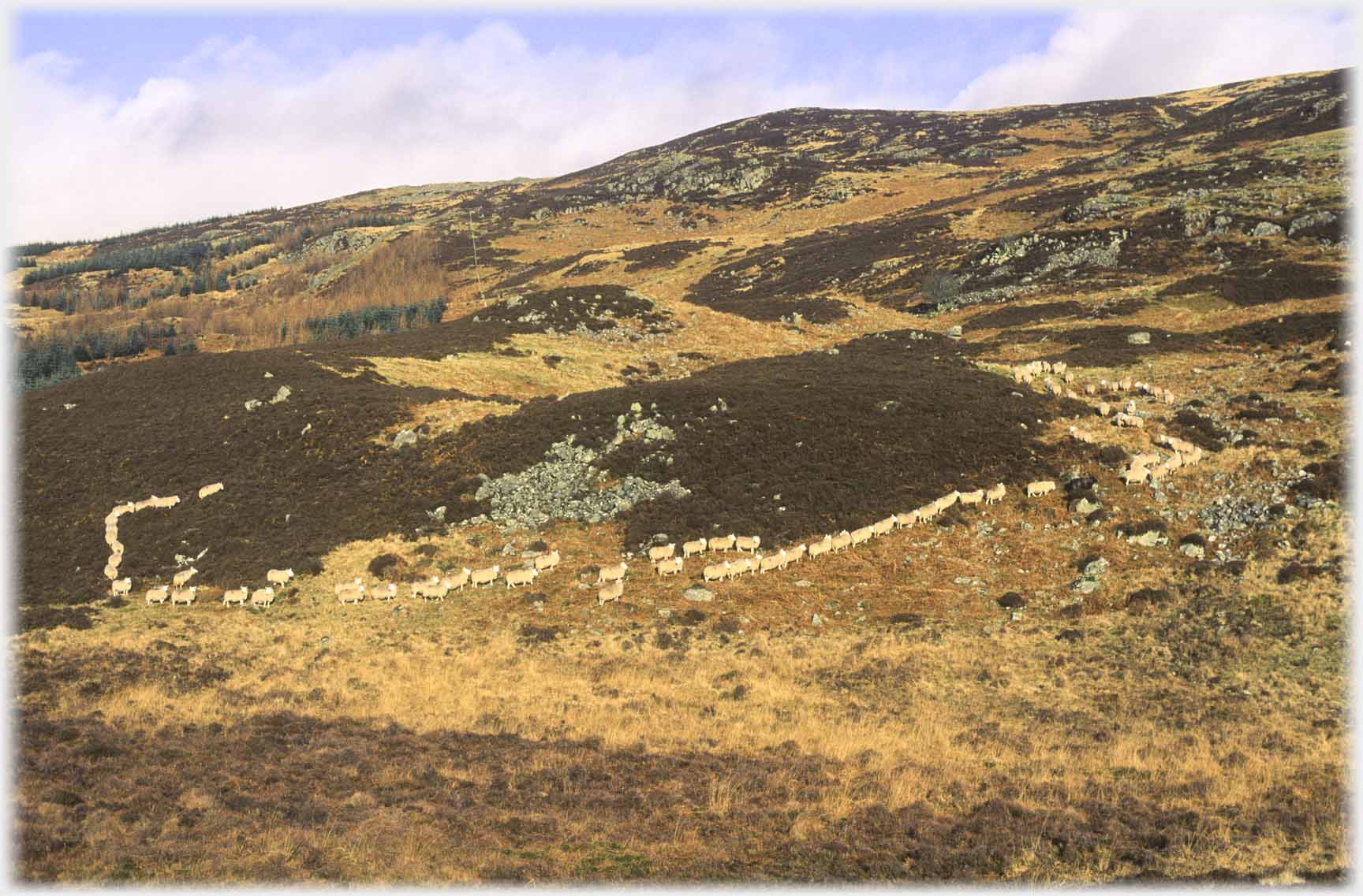 Brown winter hillside with line of sheep.