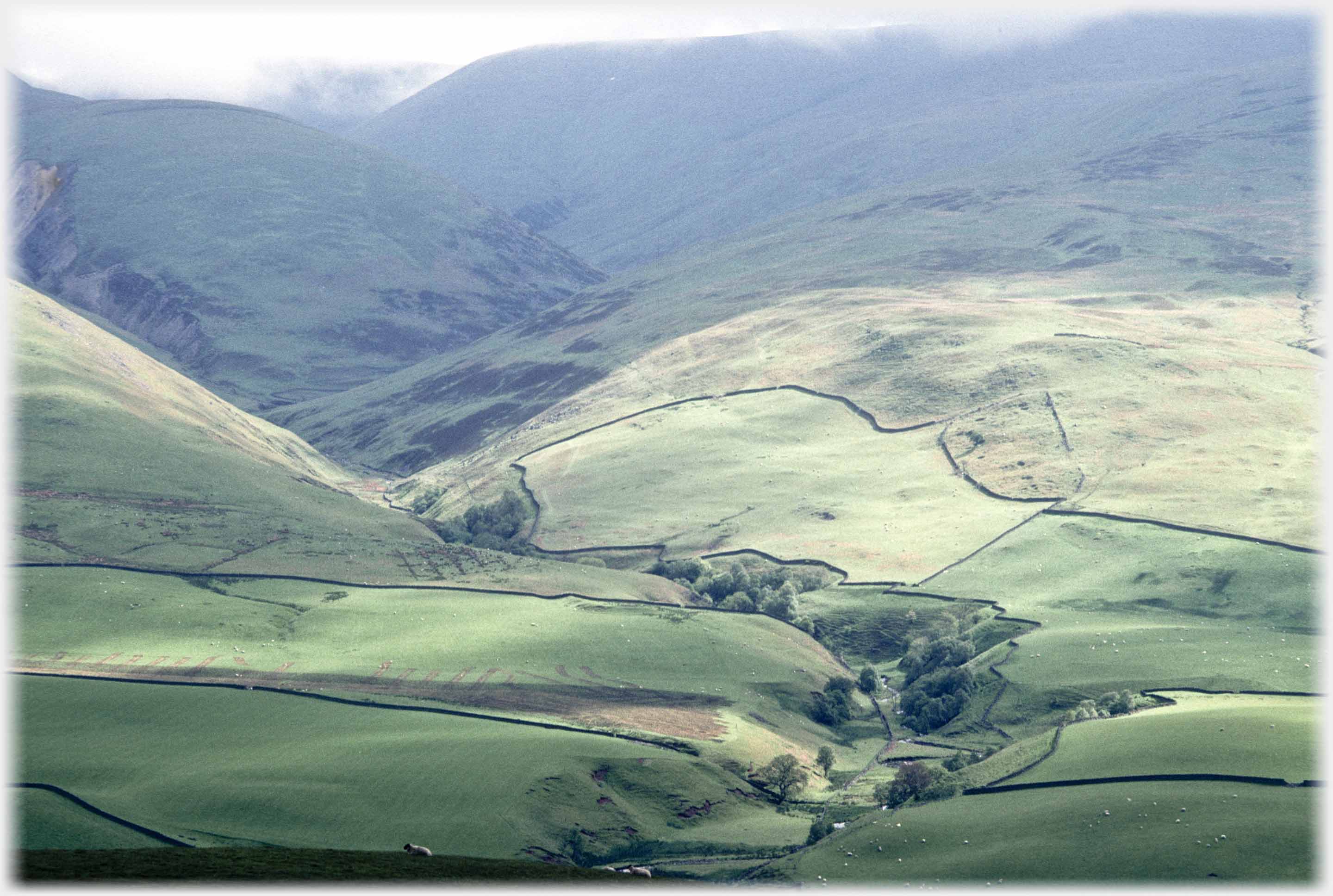 Deep cleft between dyked fields leading up into folds of bracken covered slopes in spring.