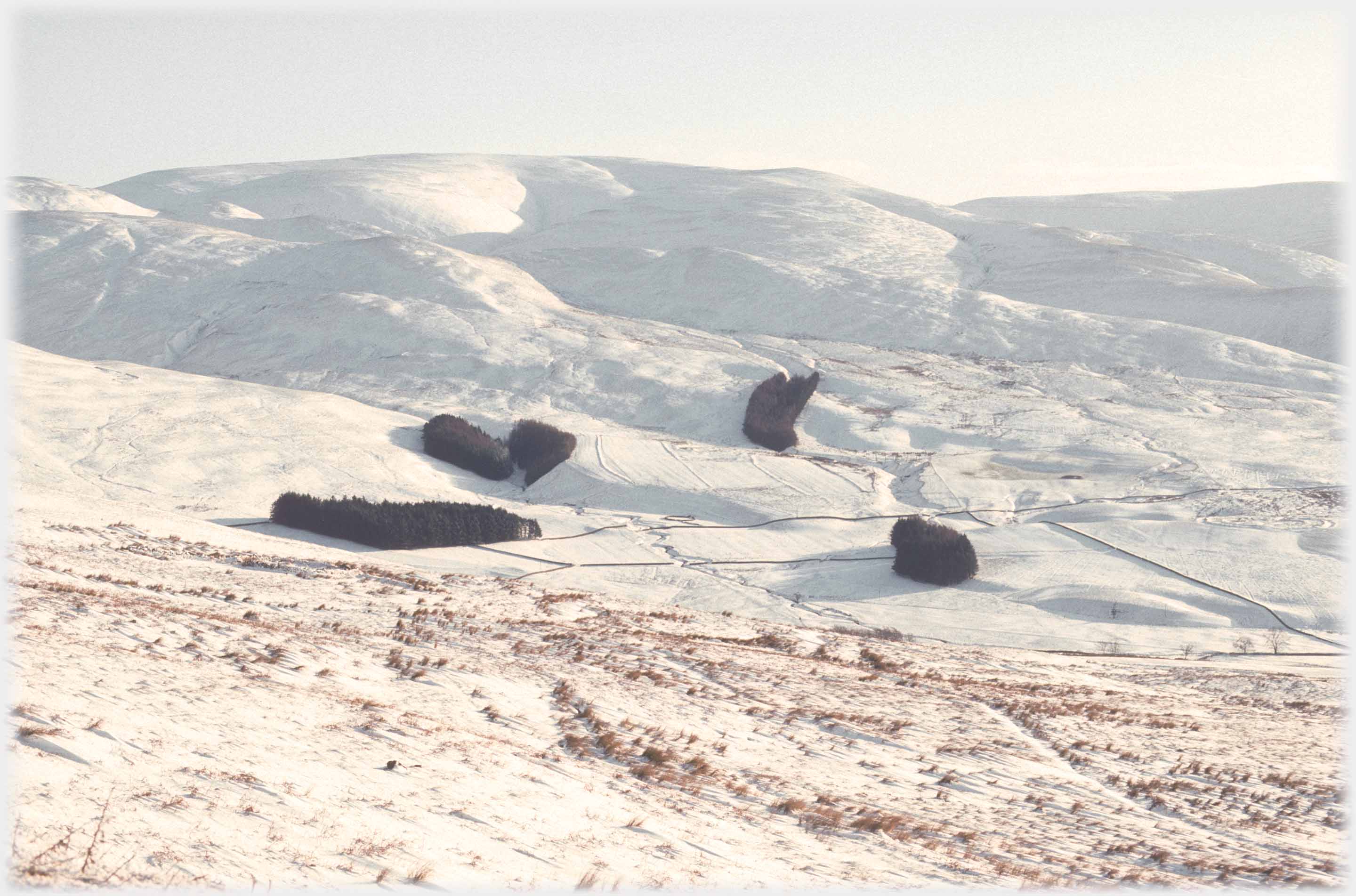 The west side of Hartfell covered in snow with dark clumps of trees on the slopes.