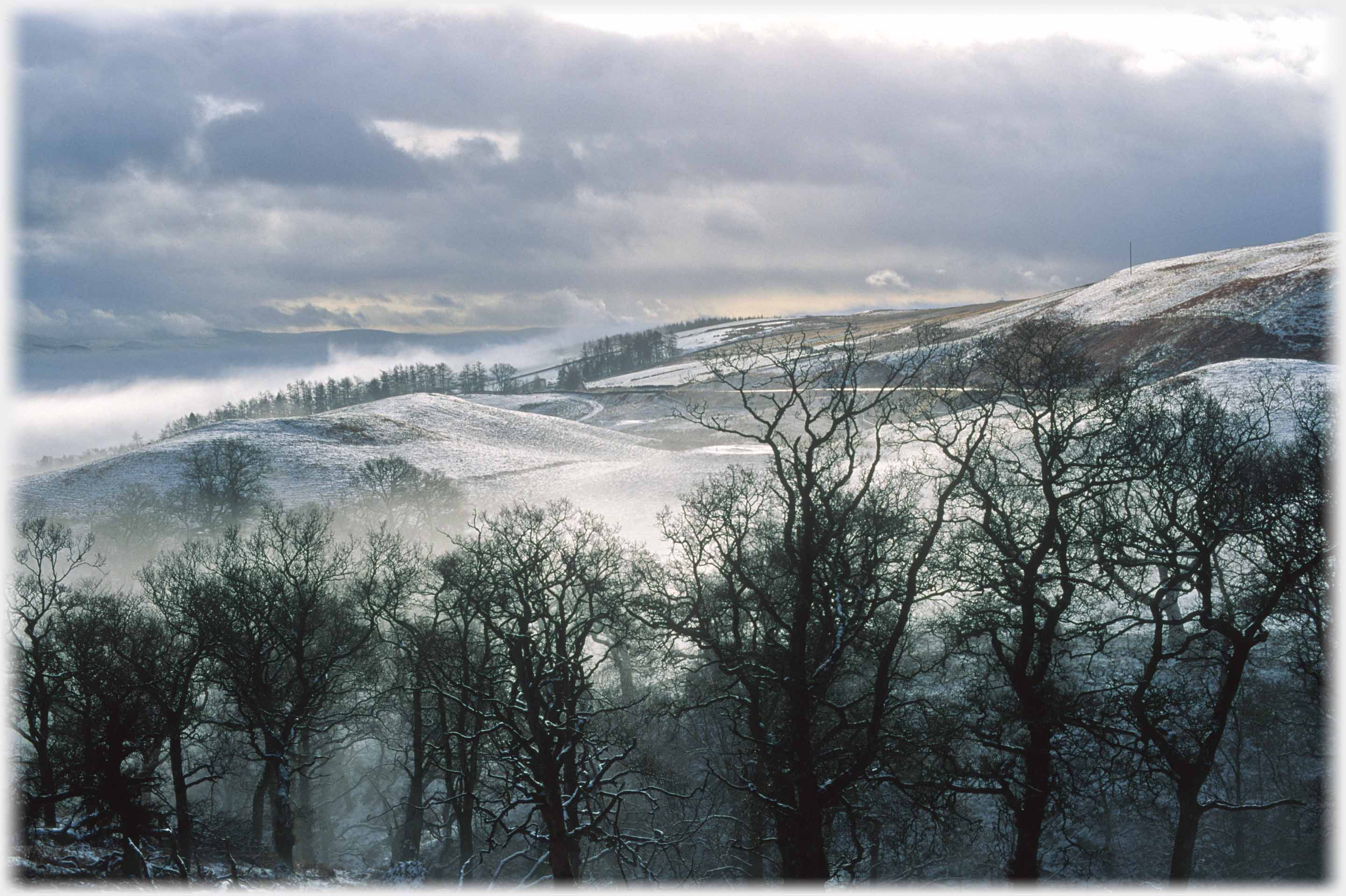 Foreground row of black leafless trees, beyond snowy landscape of black and grey.