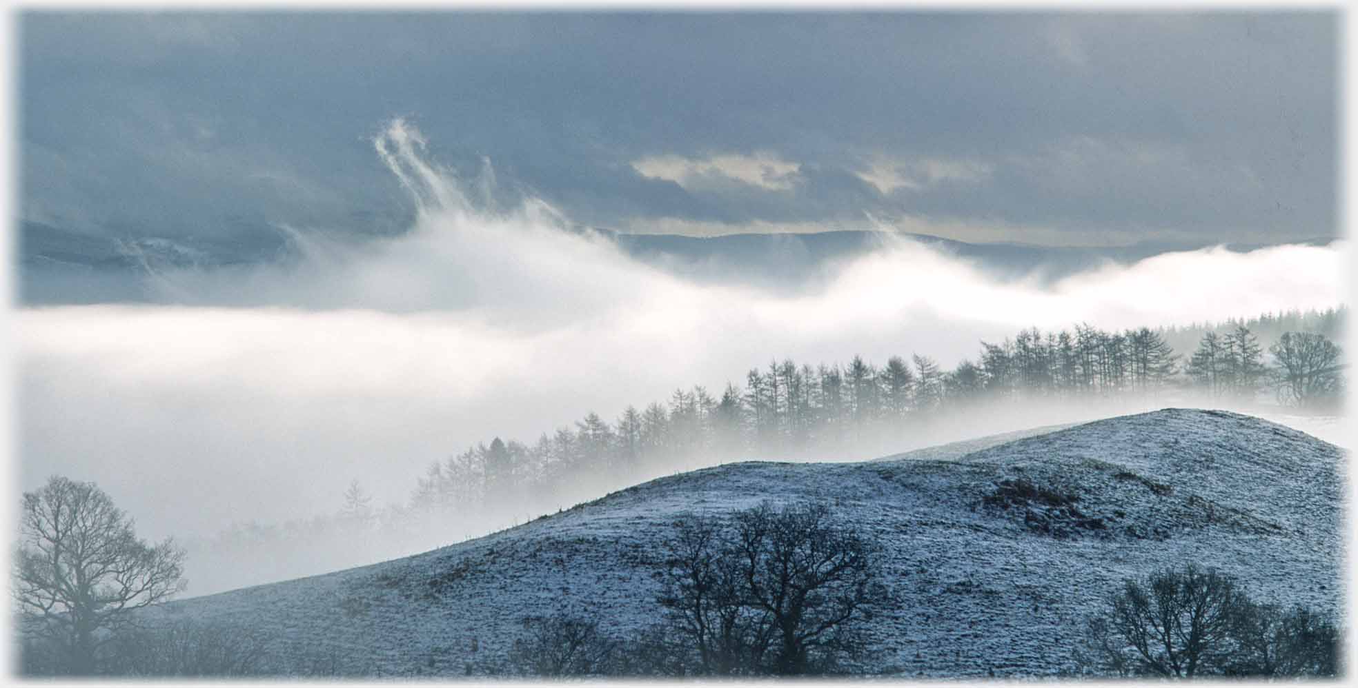 Line of trees disappearing down into low cloud in valley.