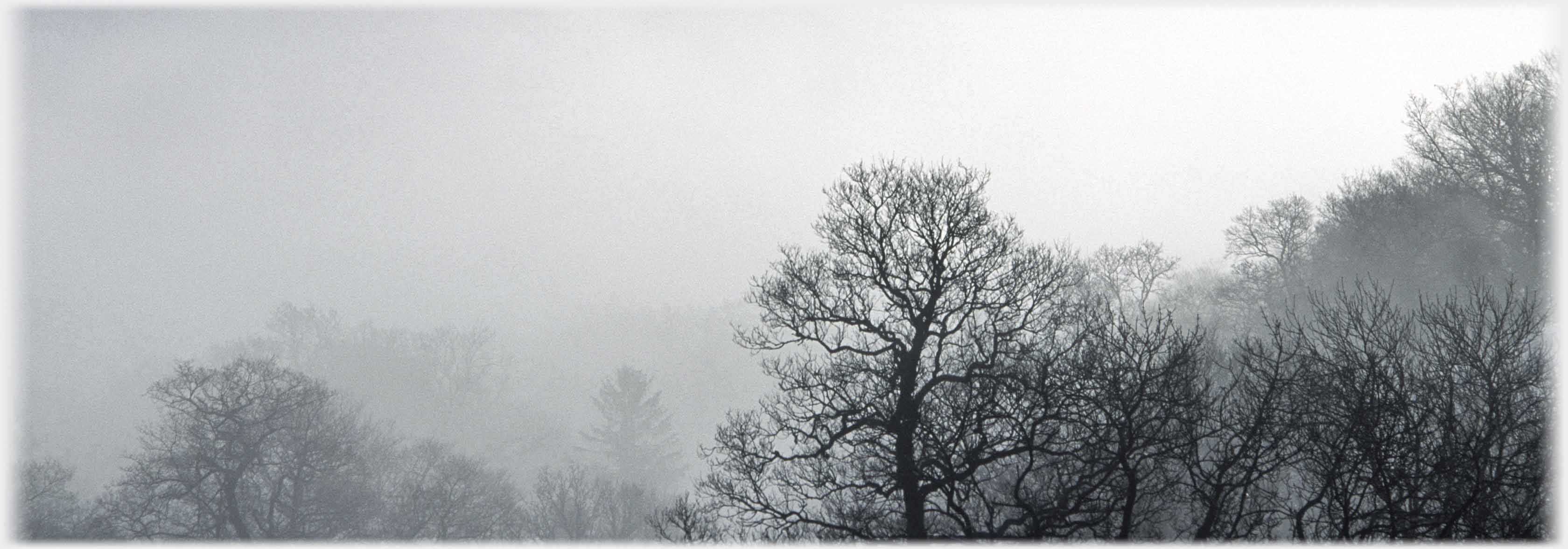 Black winter trees emerging from clouds.