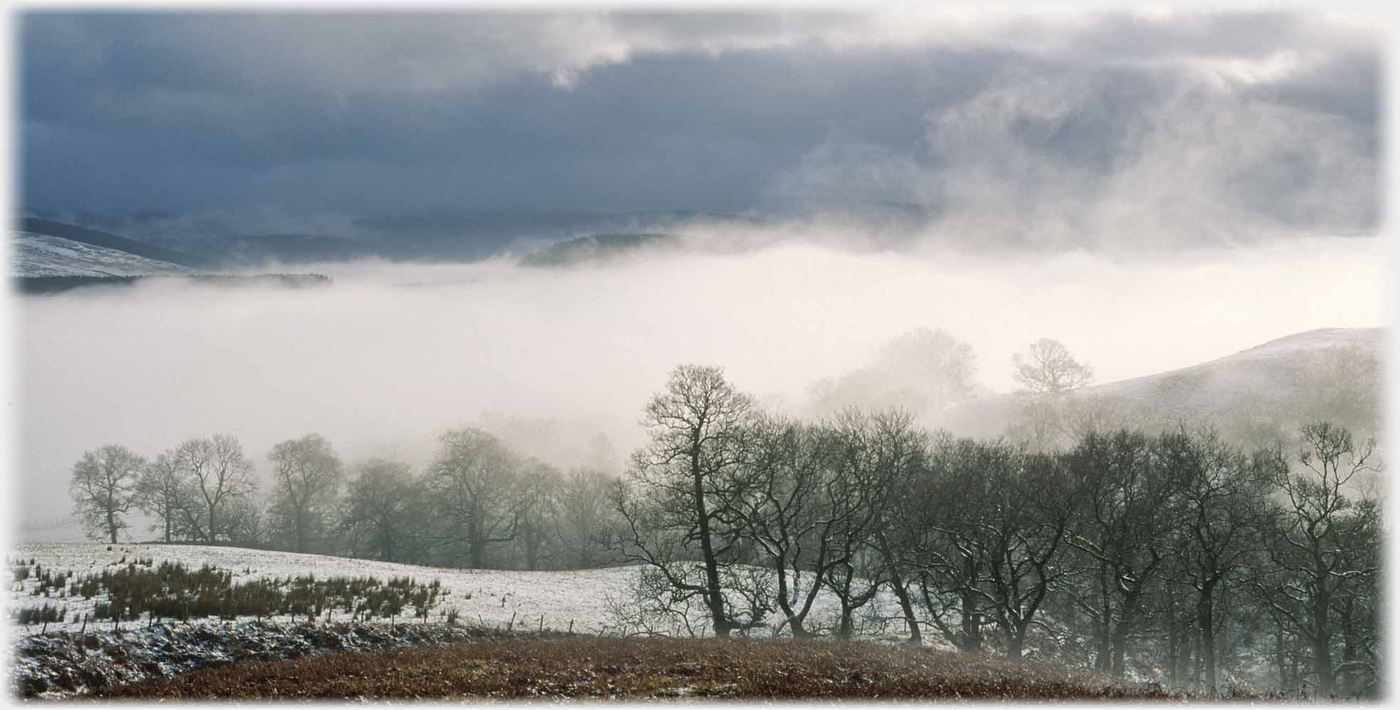 Cloud sitting in valley with black trees in front and emerging.