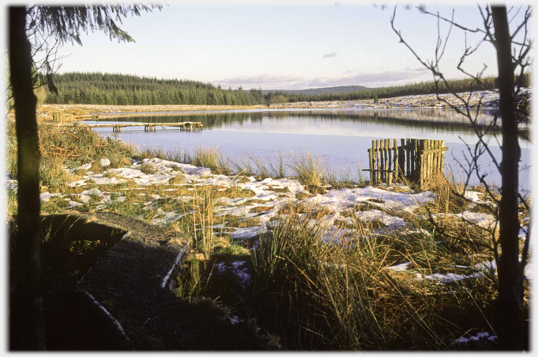 View of loch from between trees.