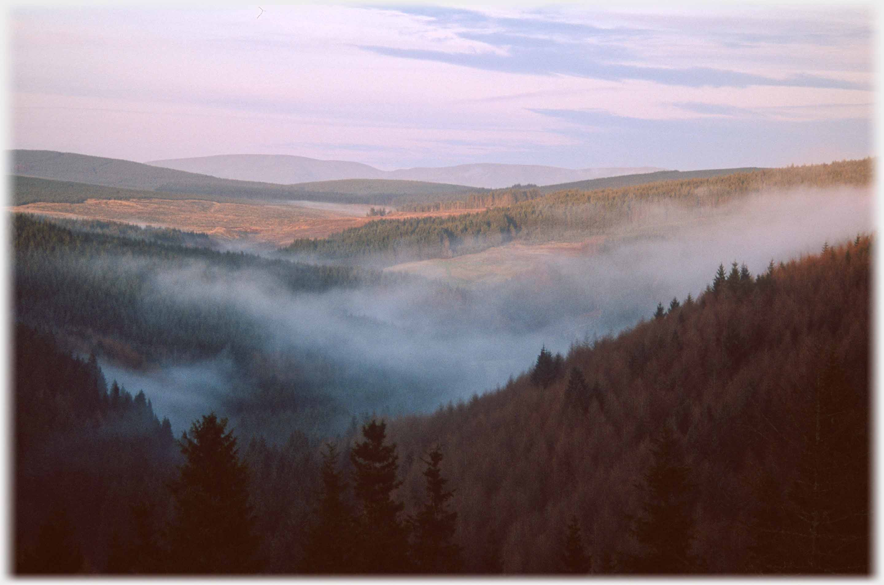 Looking across forest and down valley, up which mist is flowing.