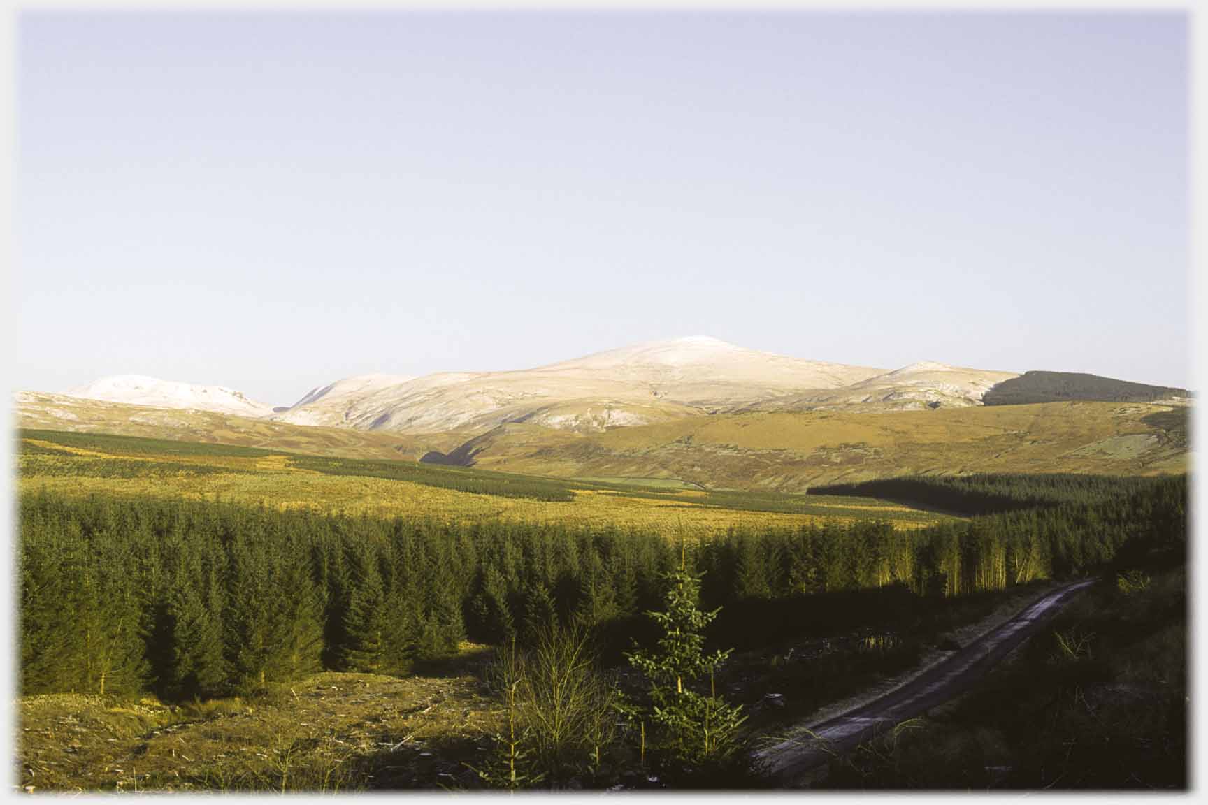 Softly snow capped hill above pines.