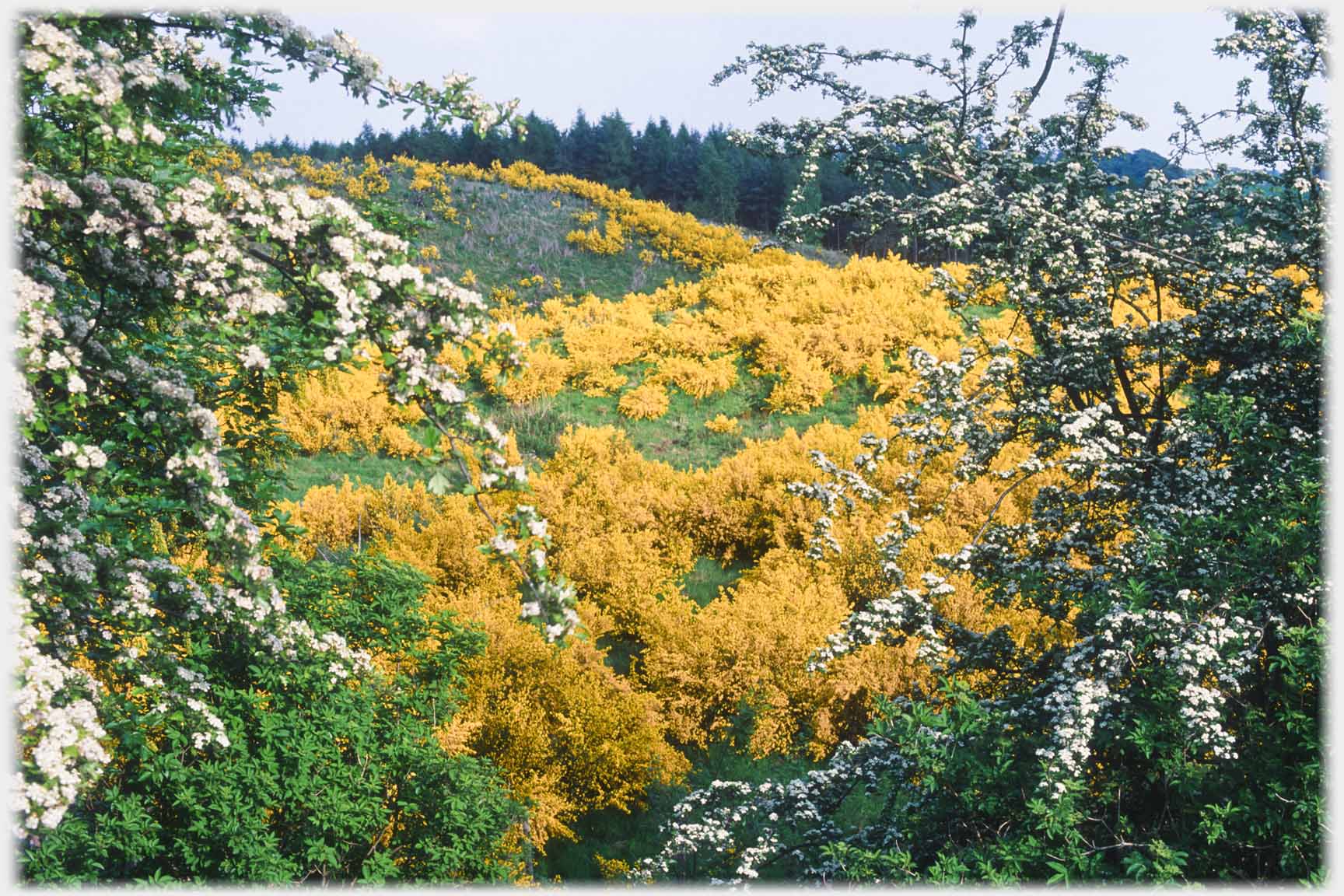 Hillside of broom seen between two may bushes.