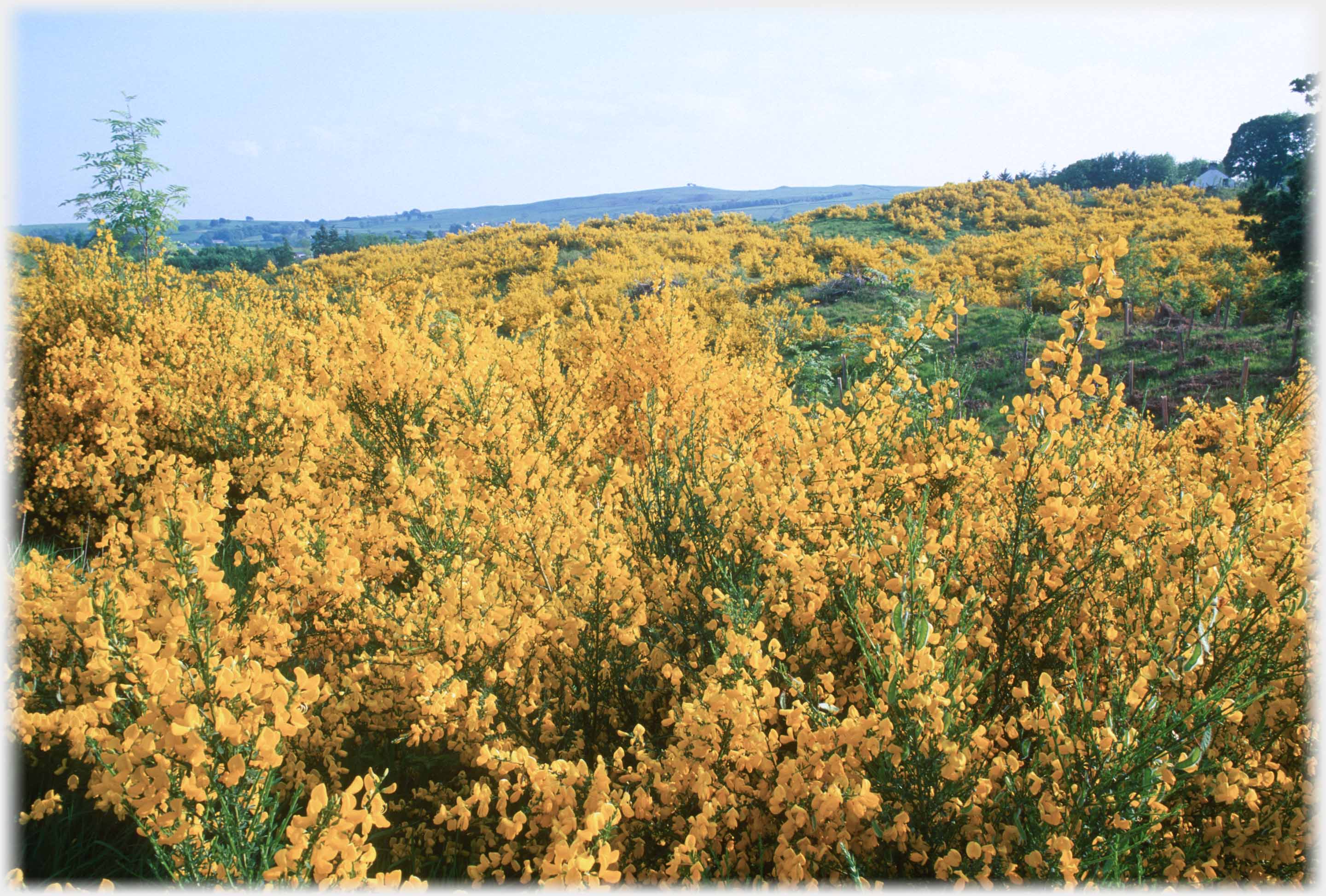 A hillside covered in gorse and broom, with thick broom bushes in foreground.