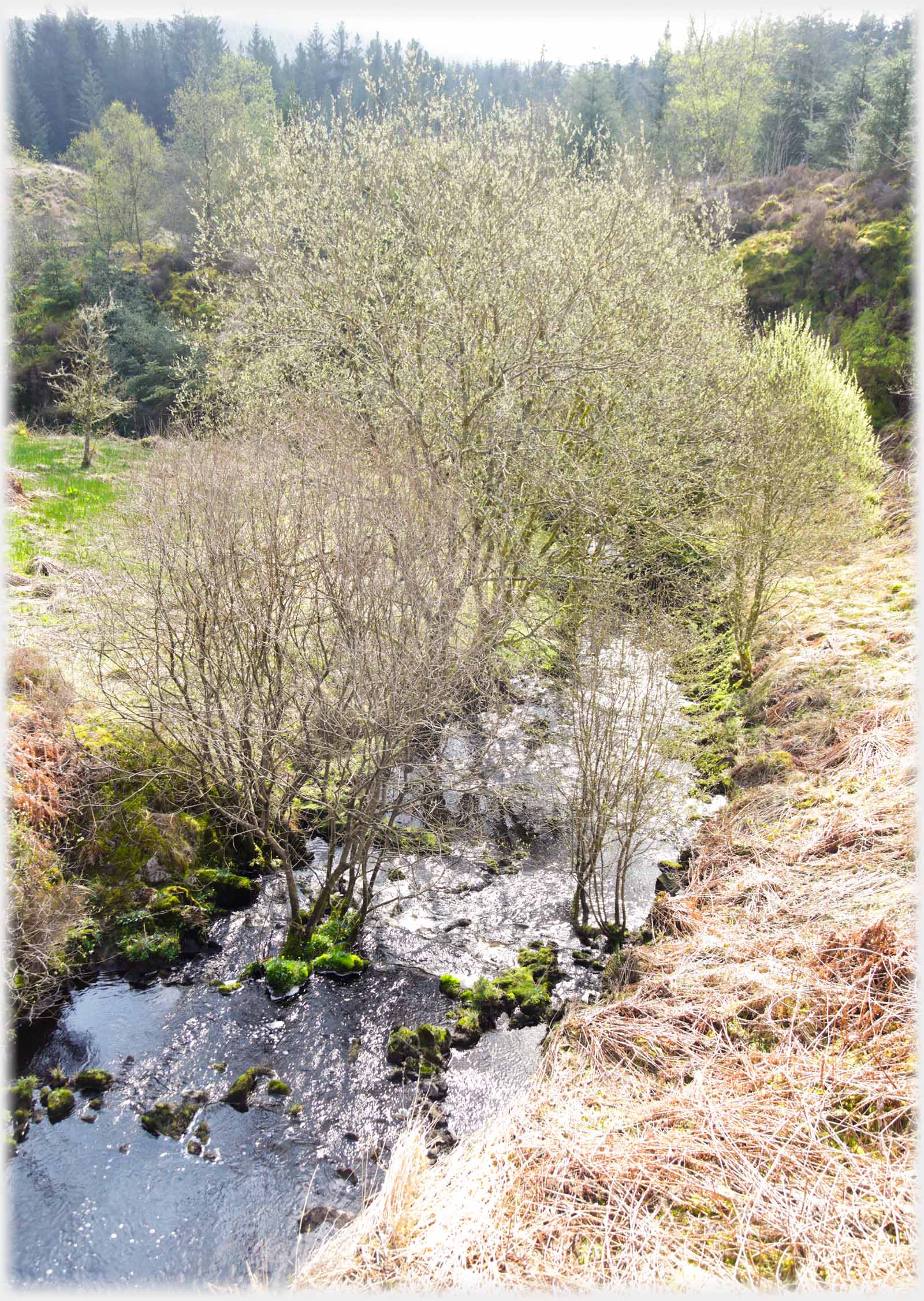 Willows growing in and by a burn.
