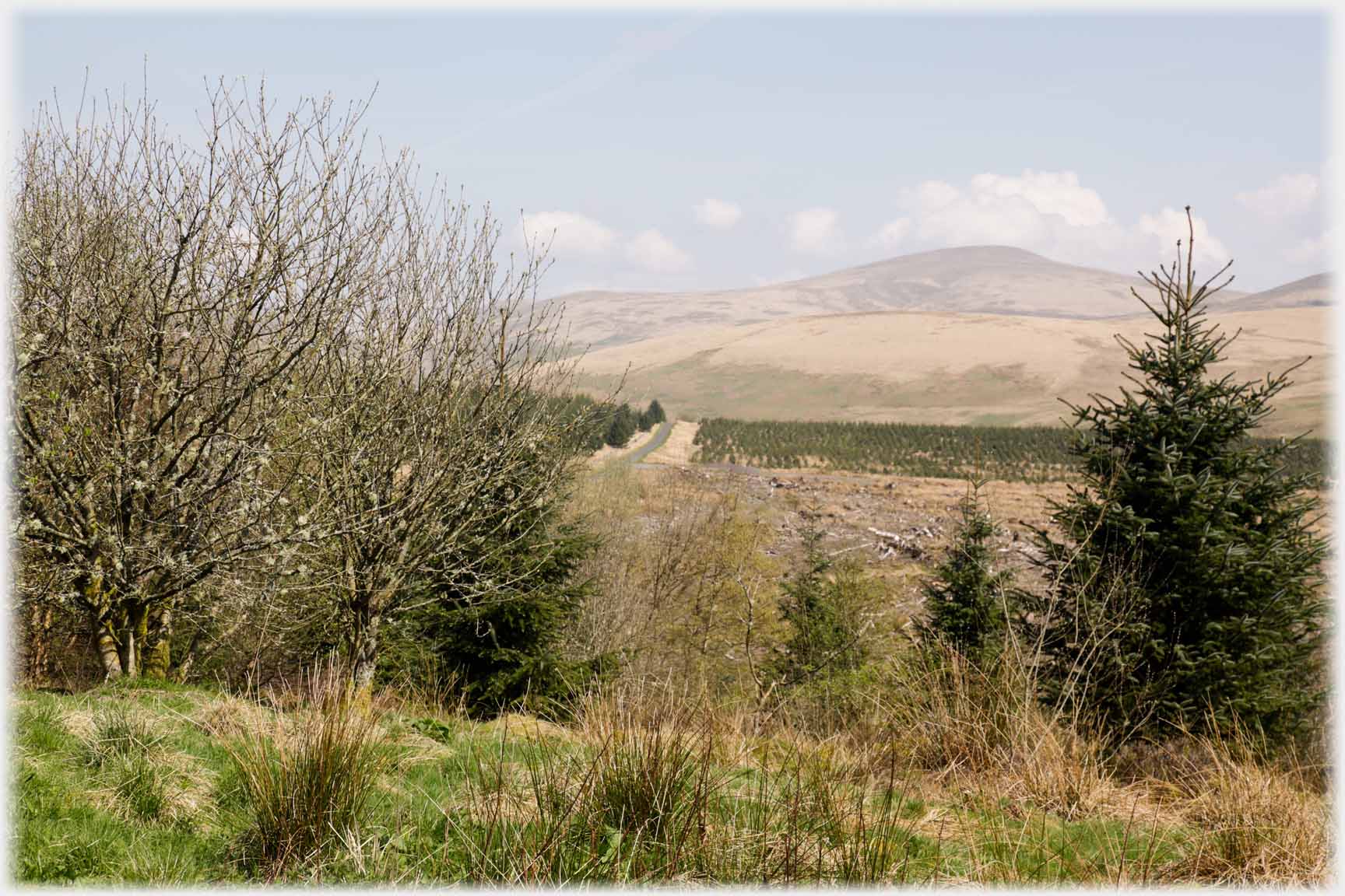 Hill and leafless shrubs.