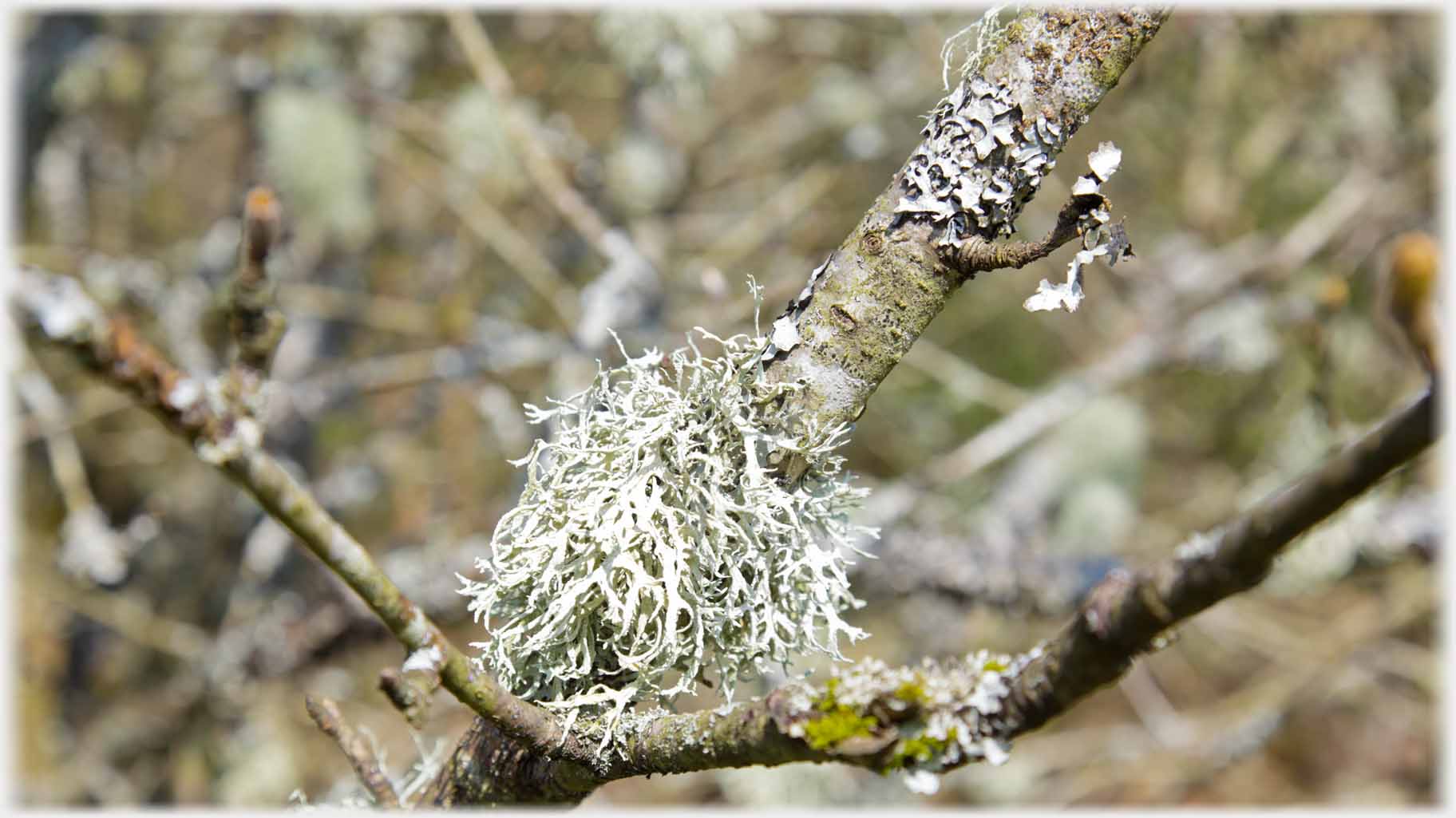 Closeup of branching lichen.