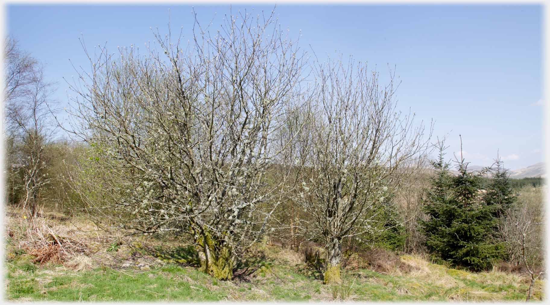 Leafless saplings with many lichens.