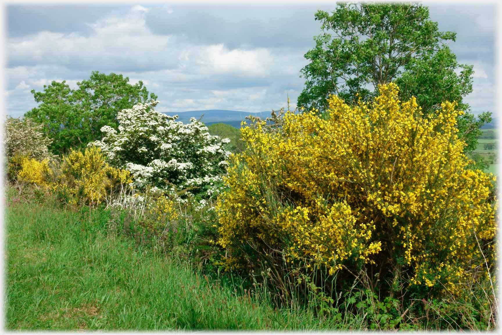 A may shrub with broom on either side.
