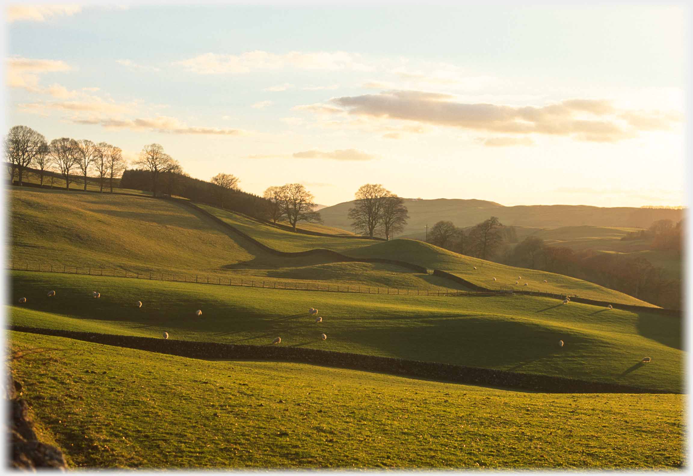 Dyked fields with sheep and very long shadows.