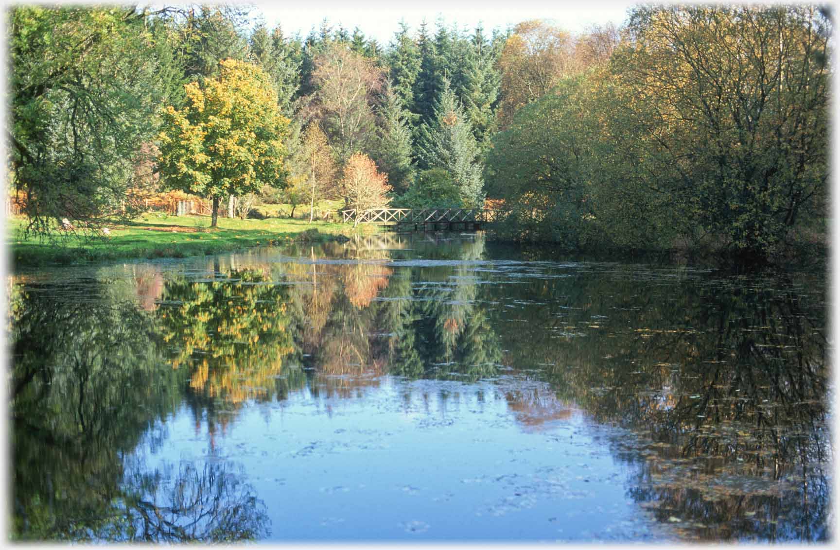 Tree lined lake's edge.