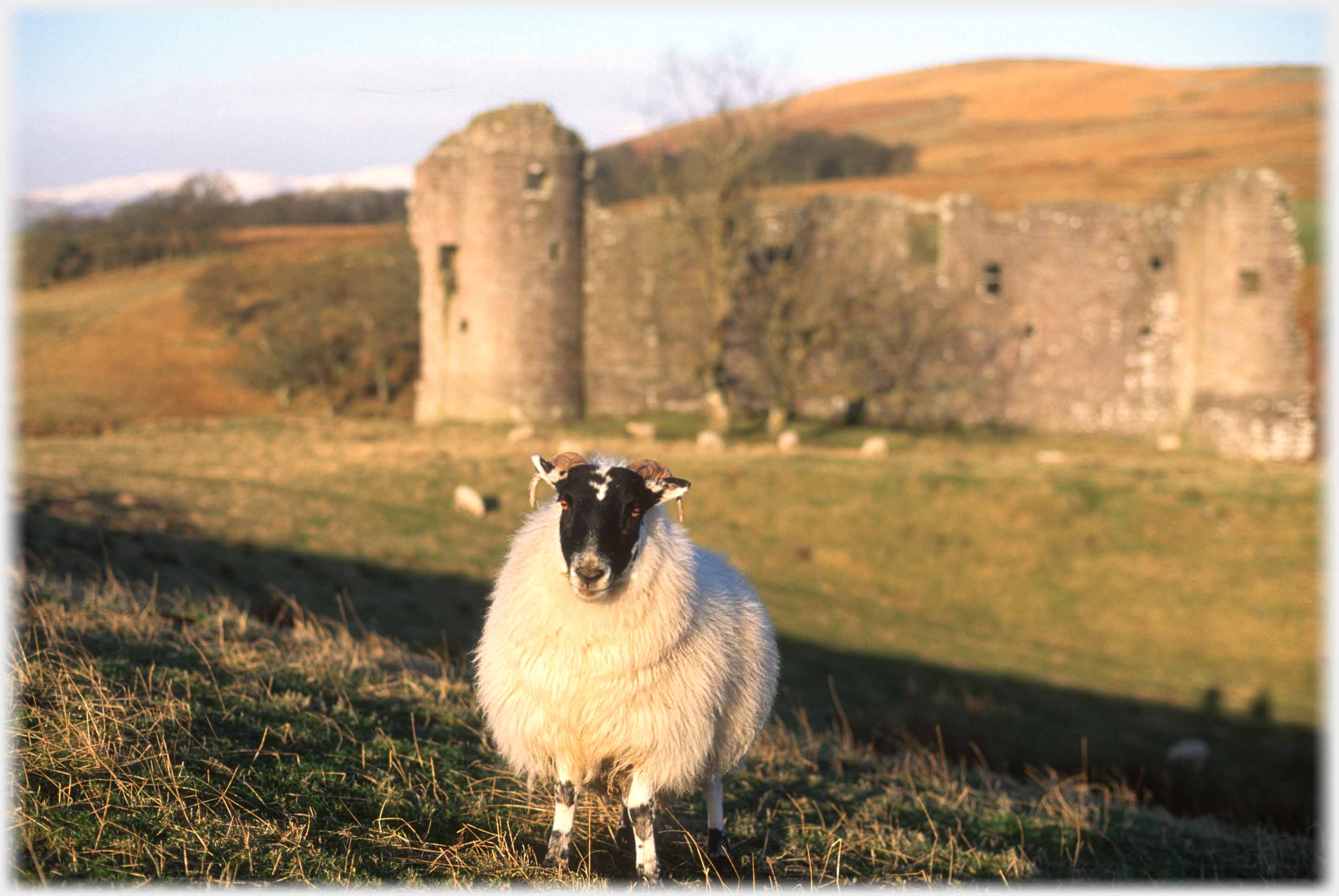 Sheep nearby and looking straight at camera, castle behind.