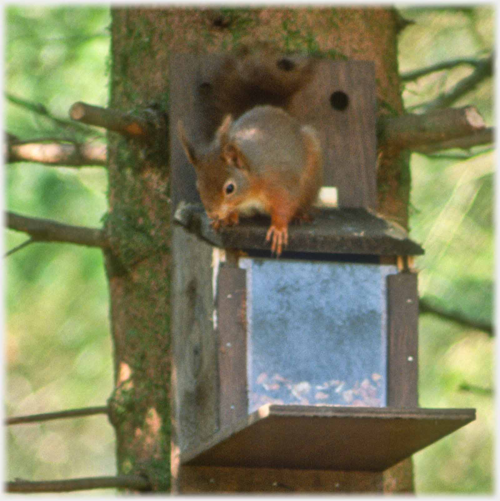 A red squirrel lifting the lid of a nut box.