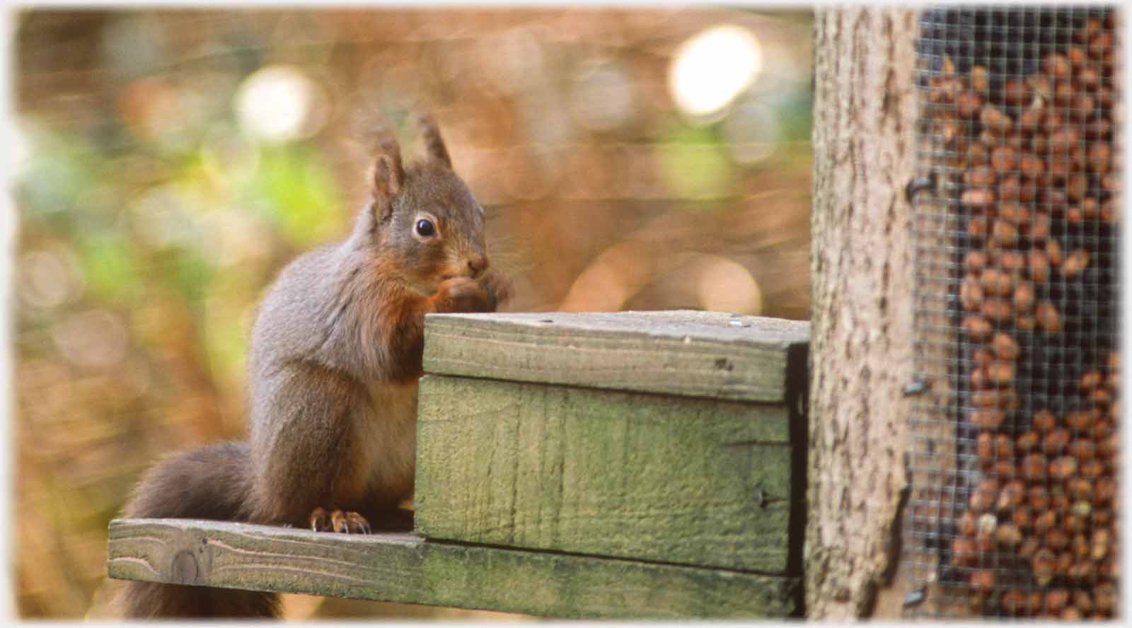 A rather brown red squirrel eating.
