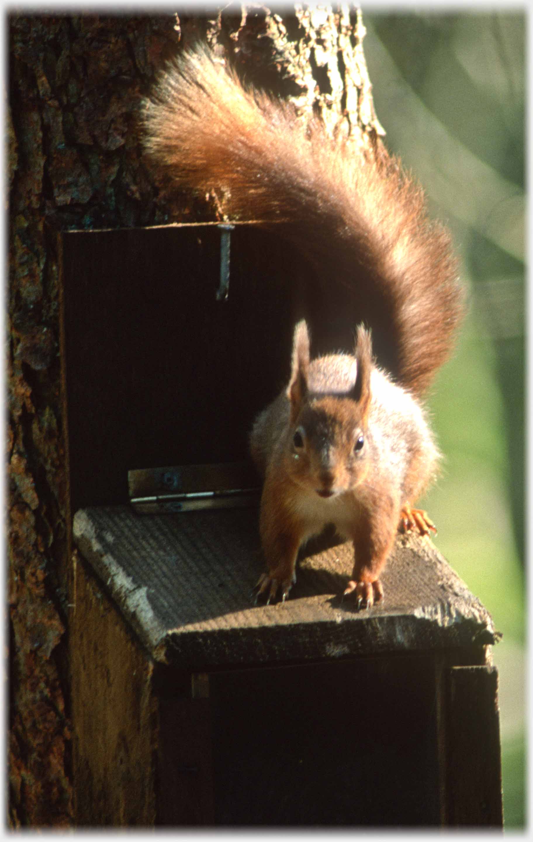 A red squirrel tail aloft, loooking at the camera.