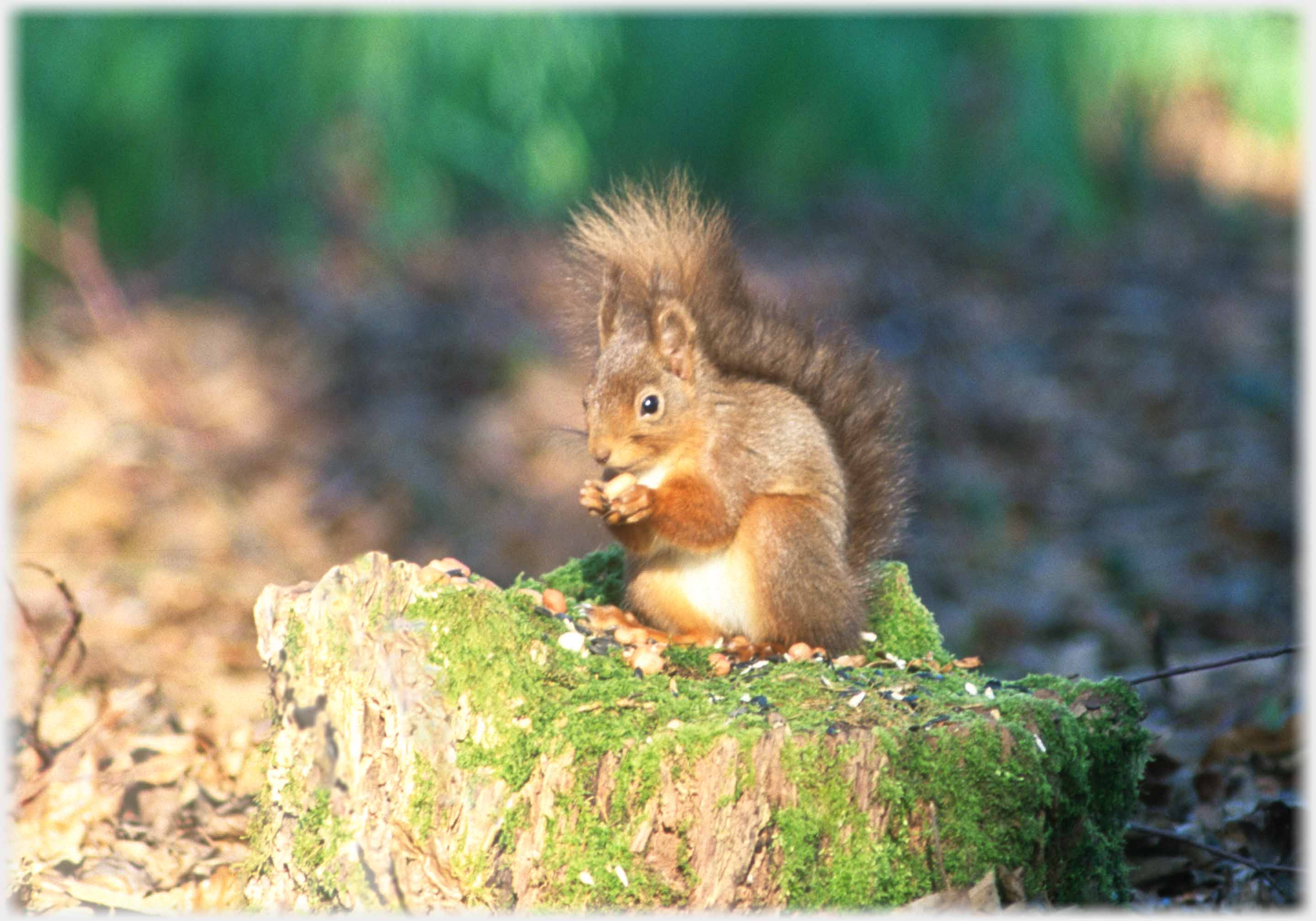A red squirrel holding a nut to its mouth.