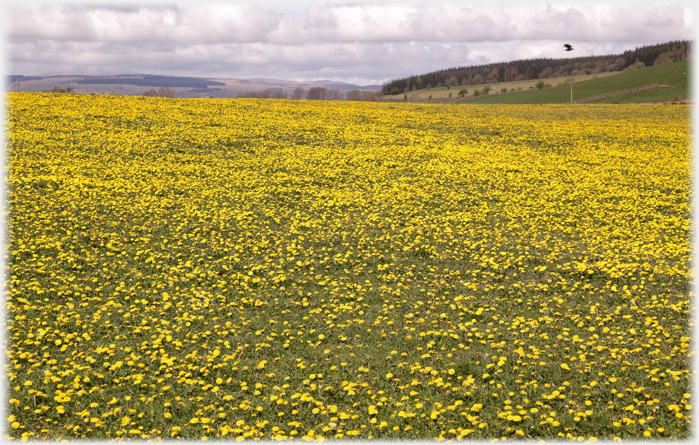 Very large field dednsely packed with dandelions.