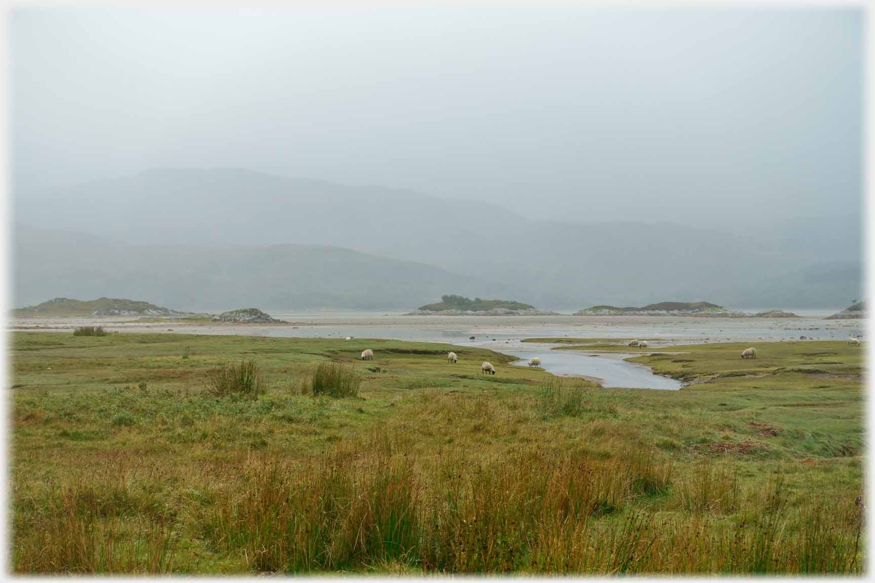 Rough ground leading down to sea with sheep and hills beyond.