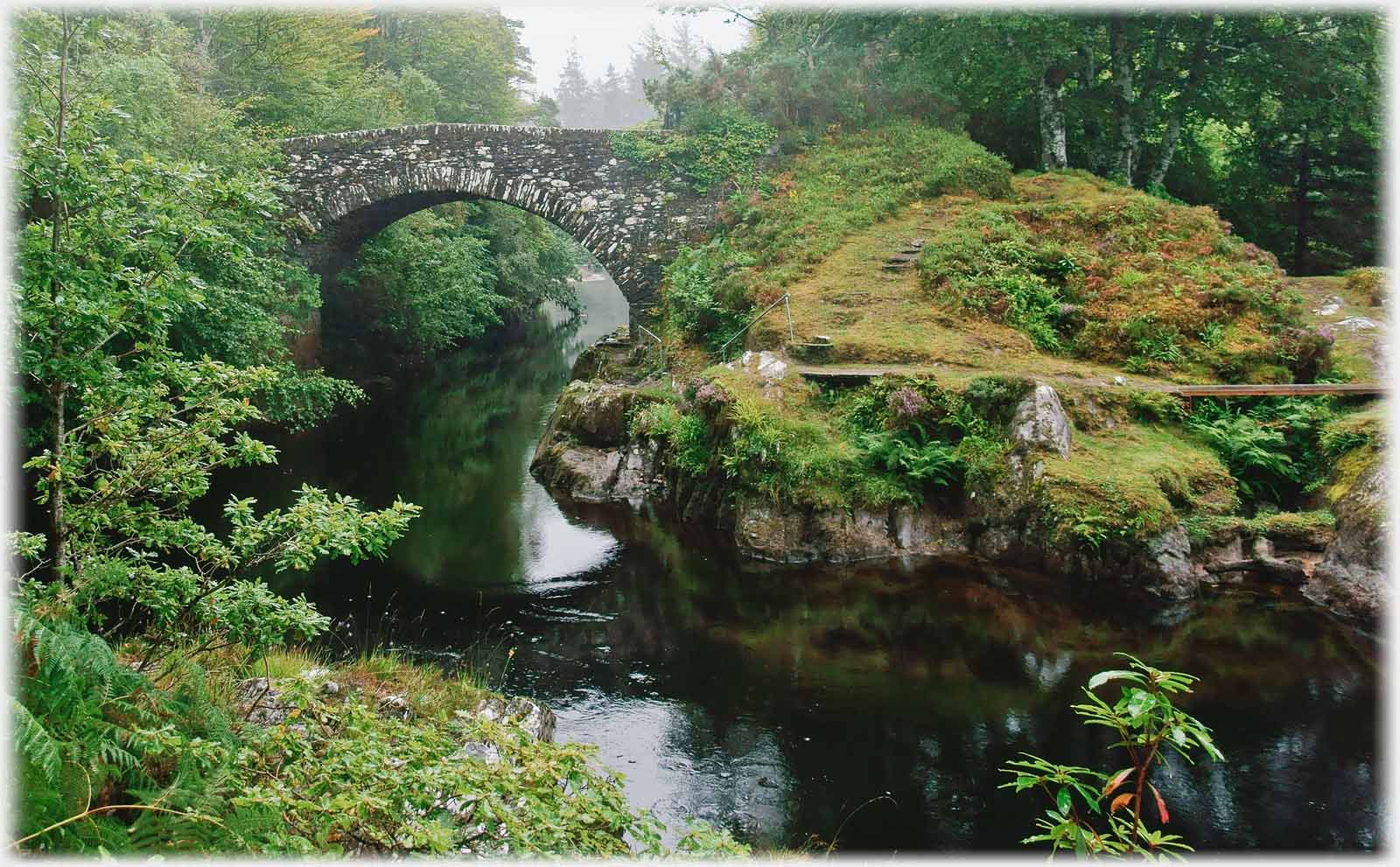 Arched bridge in thick woods.