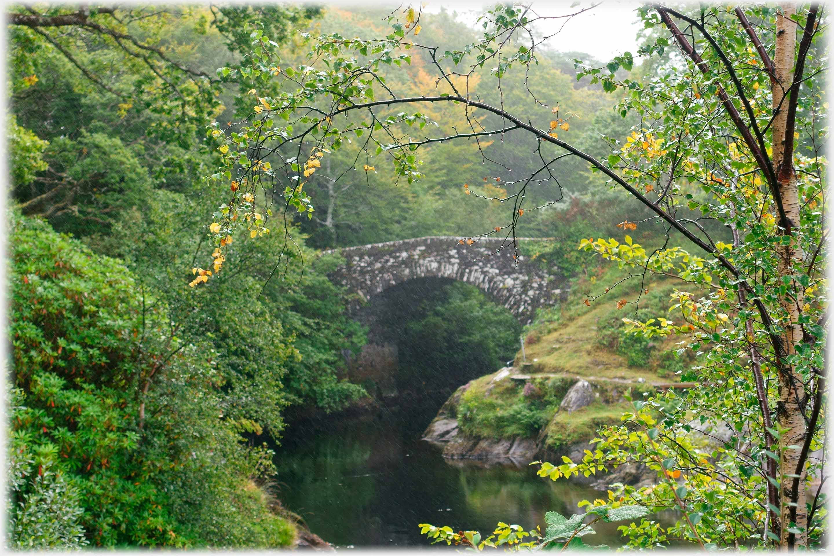 Slight mist around old bridge and drips on branch.