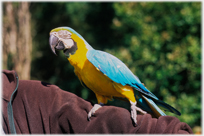 Parrot sitting on arm.