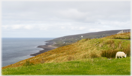 Distant gentle sloping shore with speckle of houses, foreground sheep.