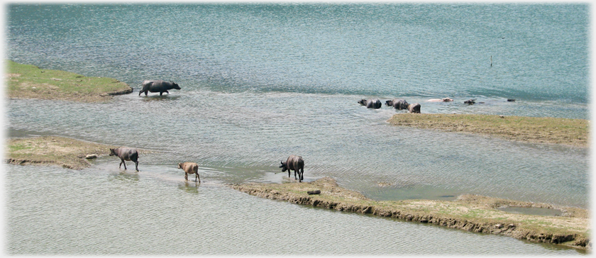 Buffalo walking and swimming by the lake.