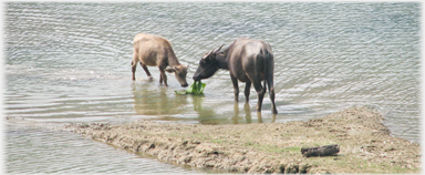 Cow and calf buffalo.