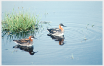 Pair red-necked phalaropes.