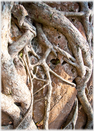 Tree roots clutching rock.