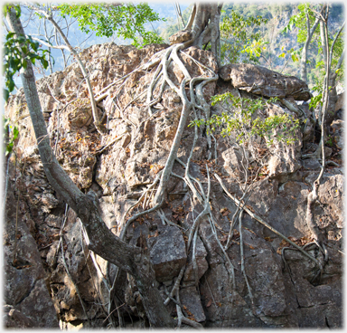 Tree with roots seaching for soil.