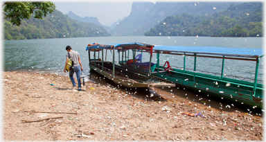 Blossom falling by boats at beach.