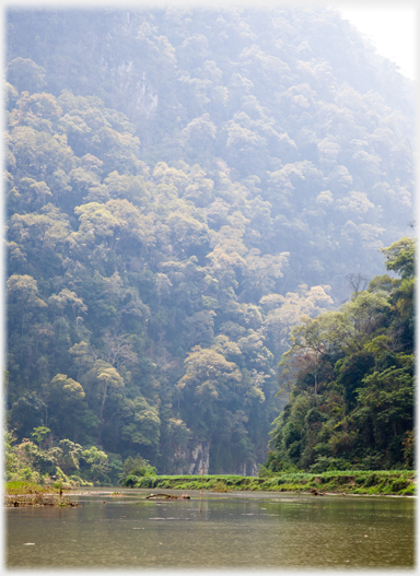 Jungle tumbling to the lake side.