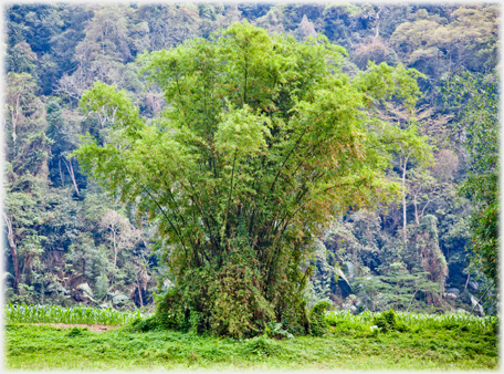 Bamboo clump.