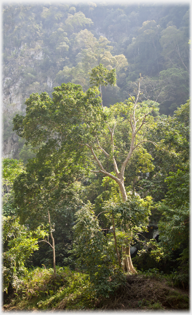 Large older tree.