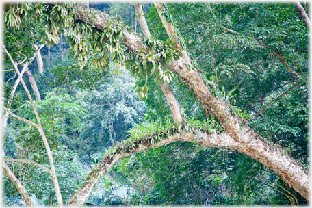 Epiphyte covered tree.