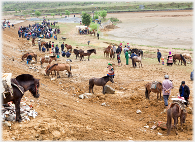 Horse market.