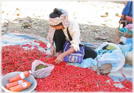 Cutting stalks off chillies.