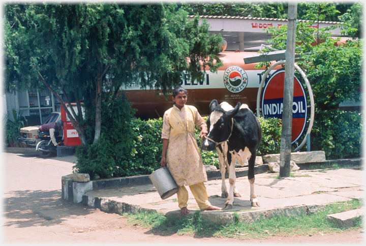 Woman stading with container in one hand and holding halter on cow in the other, petrol station behind them.