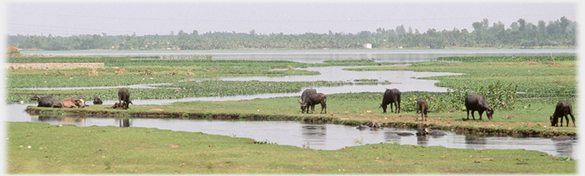 Buffalo grazing between river pools.