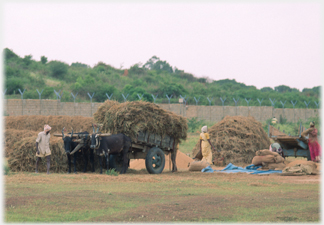 Ox cart being loaded with straw - black cattle.