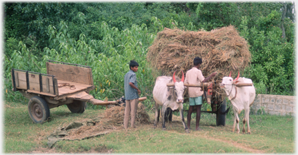 Ox cart being loaded with straw - white cattle.