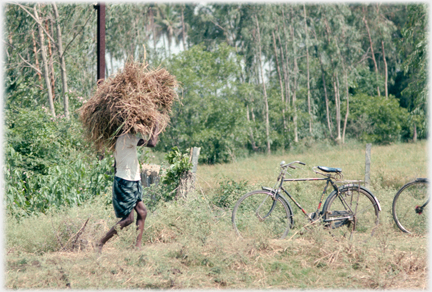 Man carrying bundle of straw on his head.