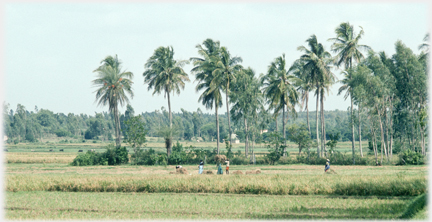 Row of palms with fields in front and people working.