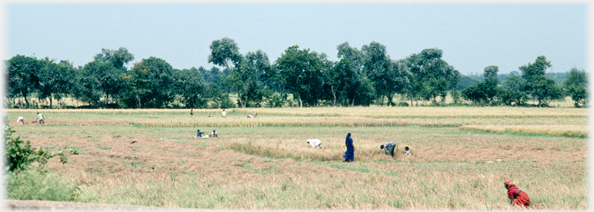 Fields being harvested with a dozen or so people spread out at work.