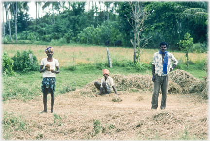Three men looking at the photographer beside heaps of straw.